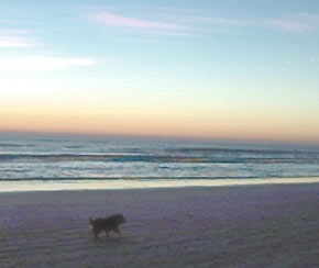 wags at sunrise