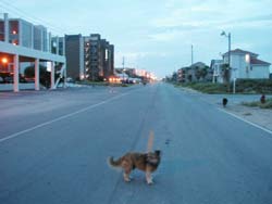 dog street